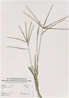藏品(牛筋草)的圖片
